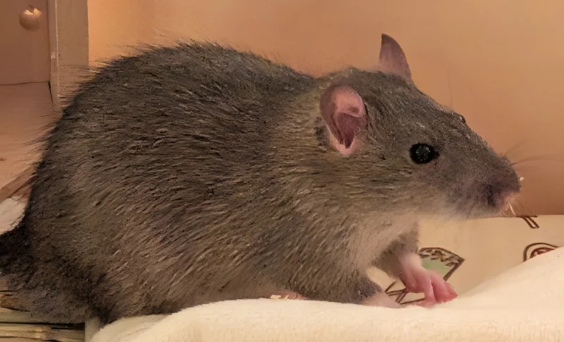 Young rats in pairs image 8