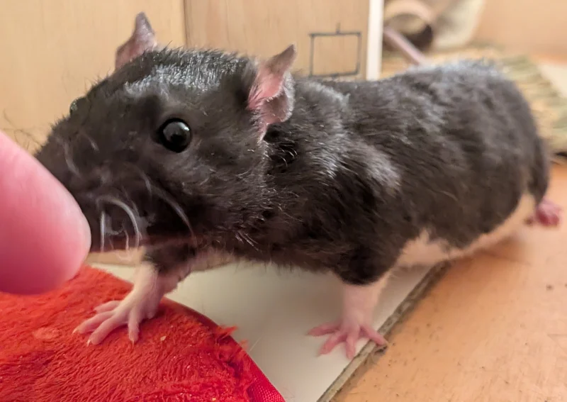Young rats in pairs image 7