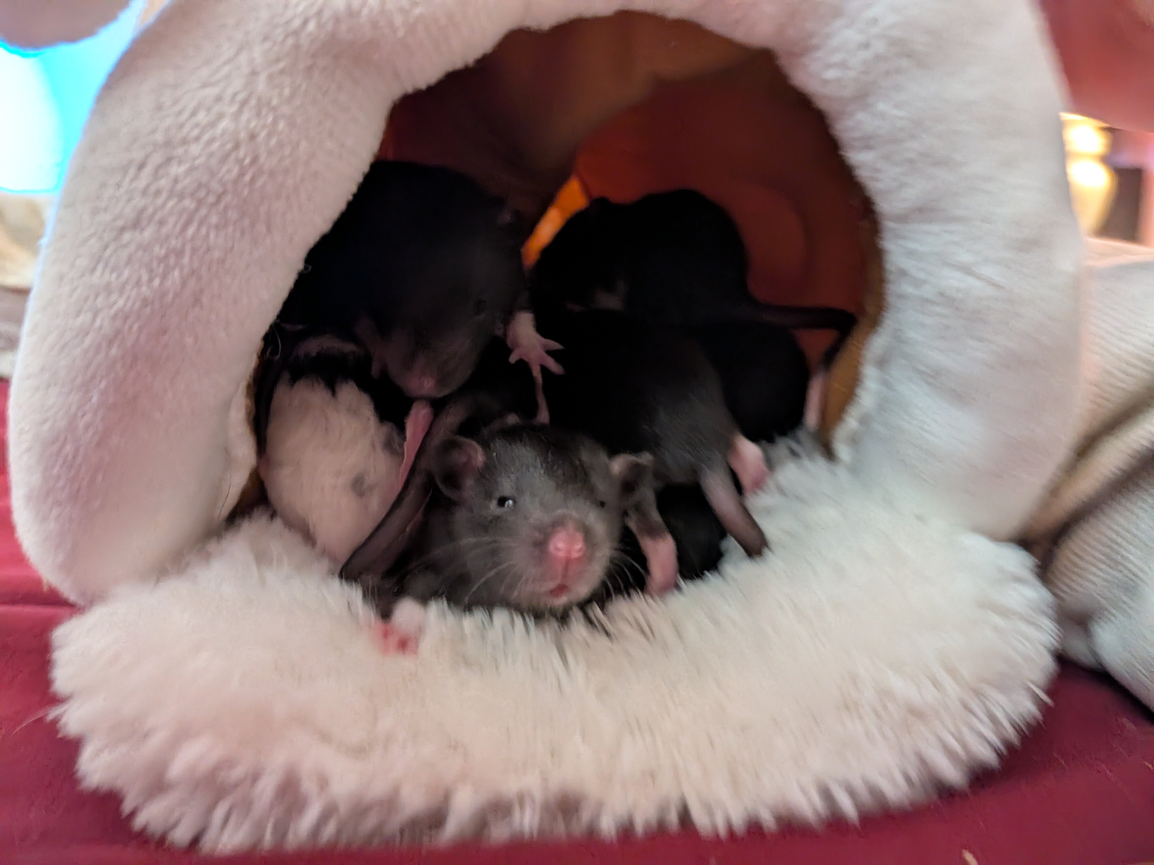 Young rats in pairs image 10