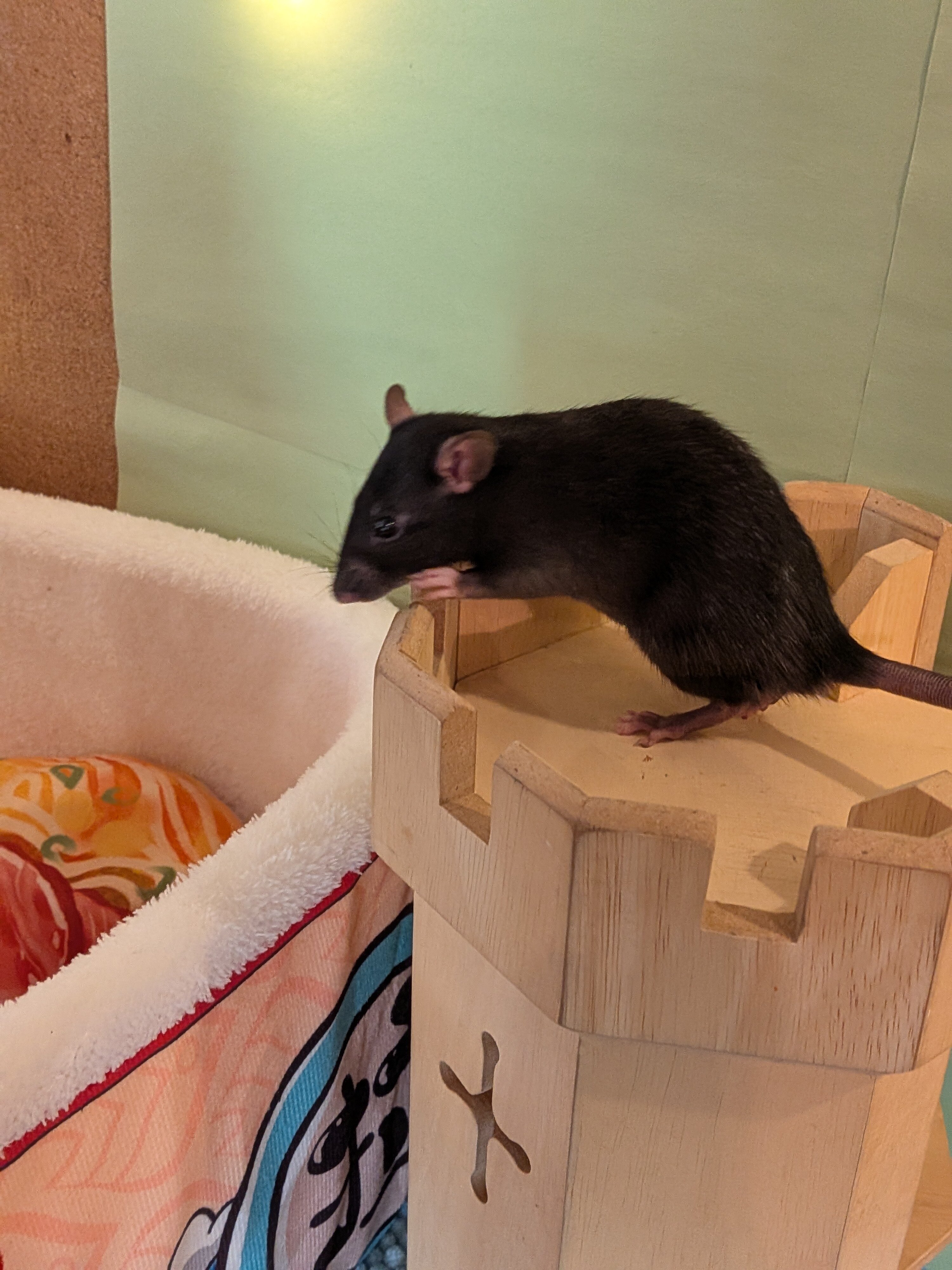 Young rats in pairs image 5
