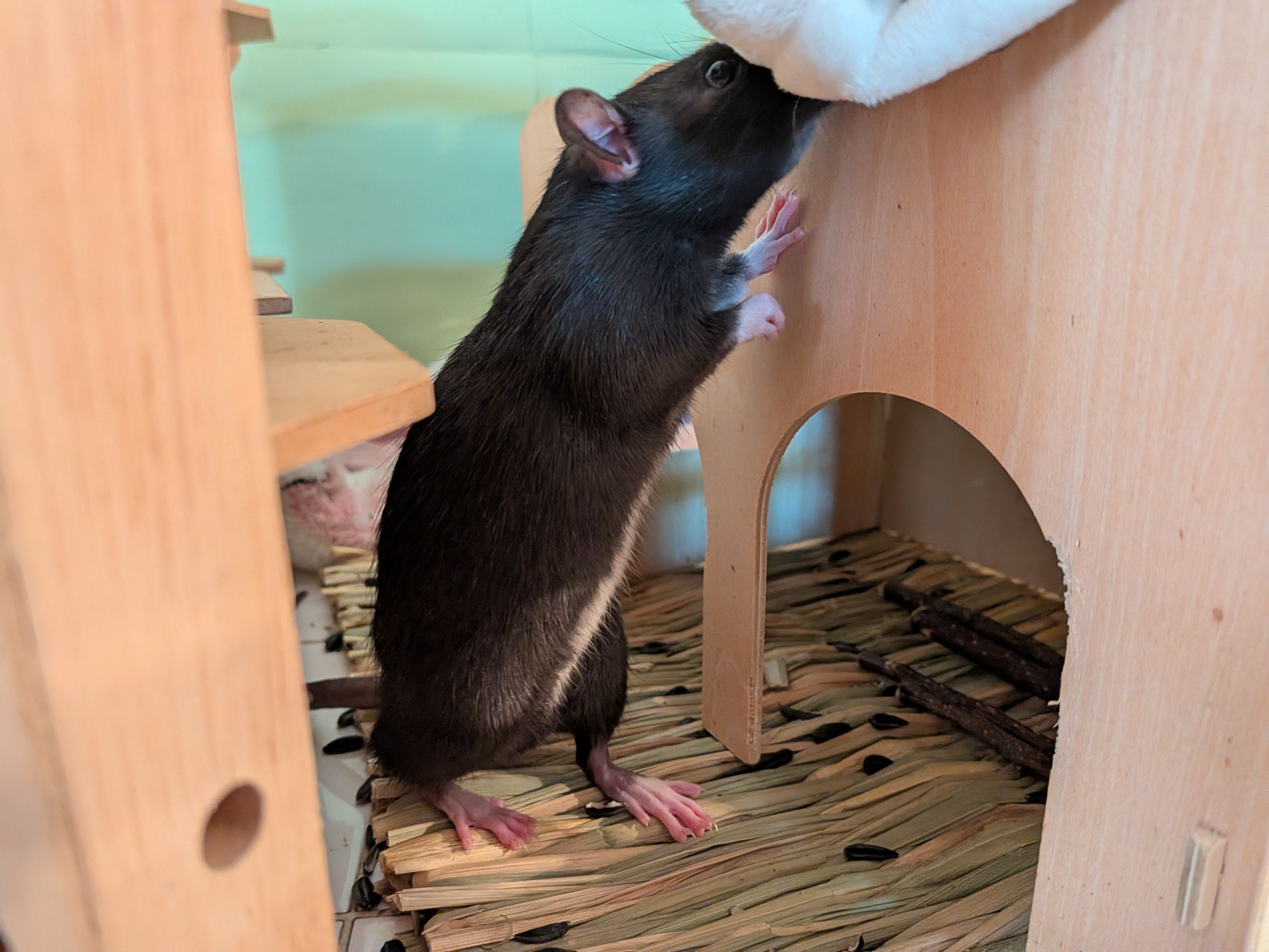 Young rats in pairs image 4