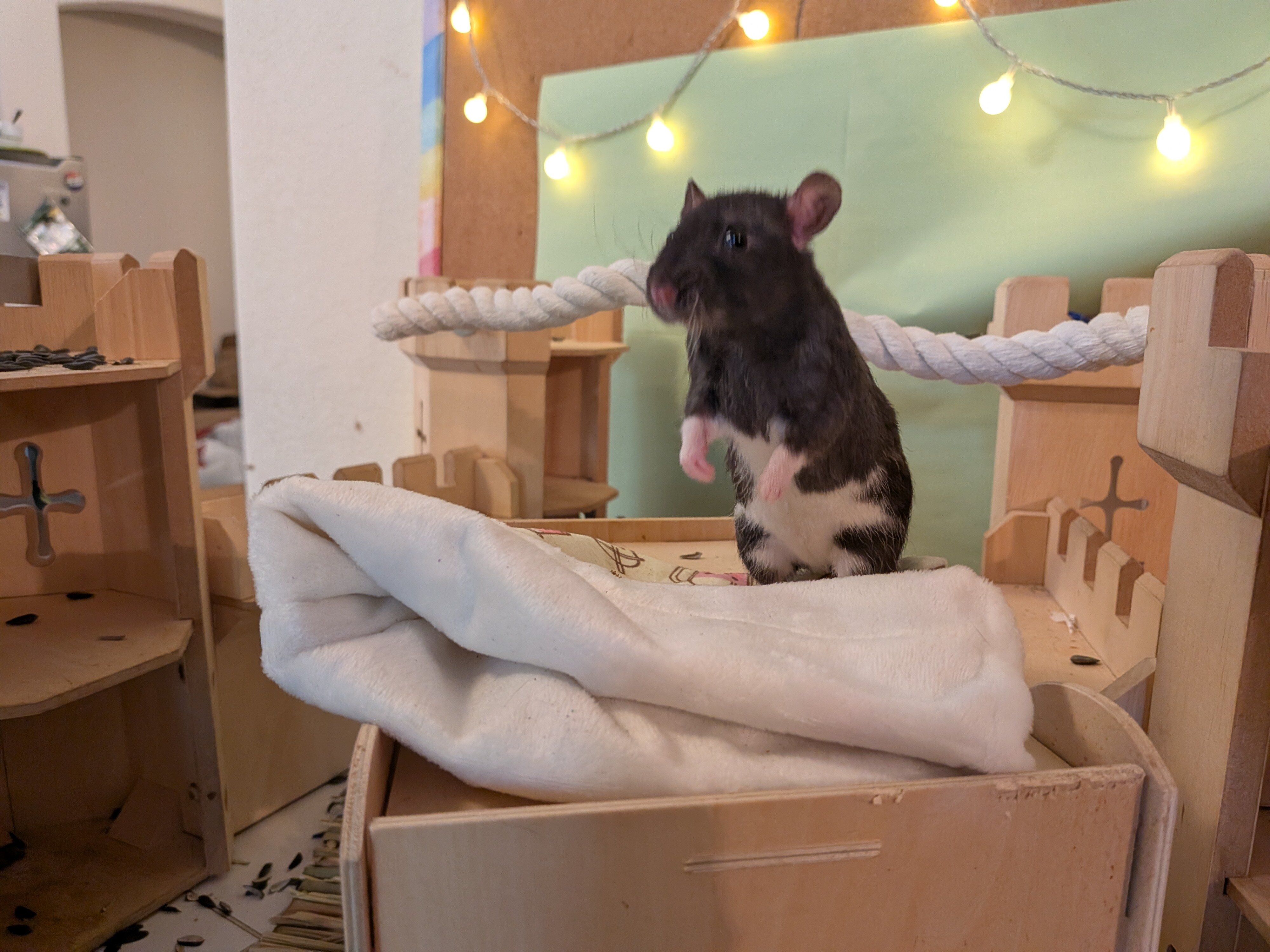 Young rats in pairs image 3