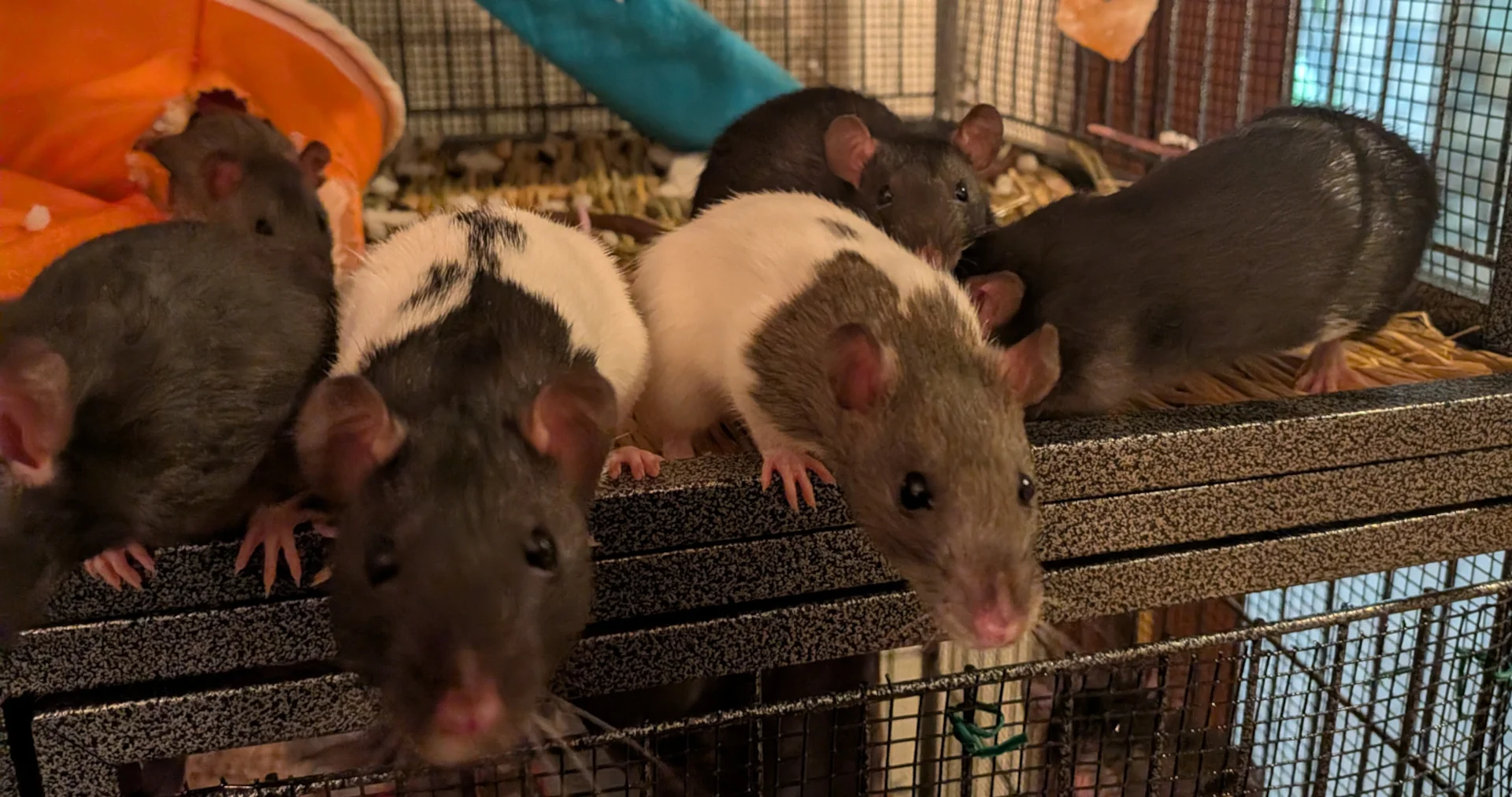 Young rats in pairs image 1
