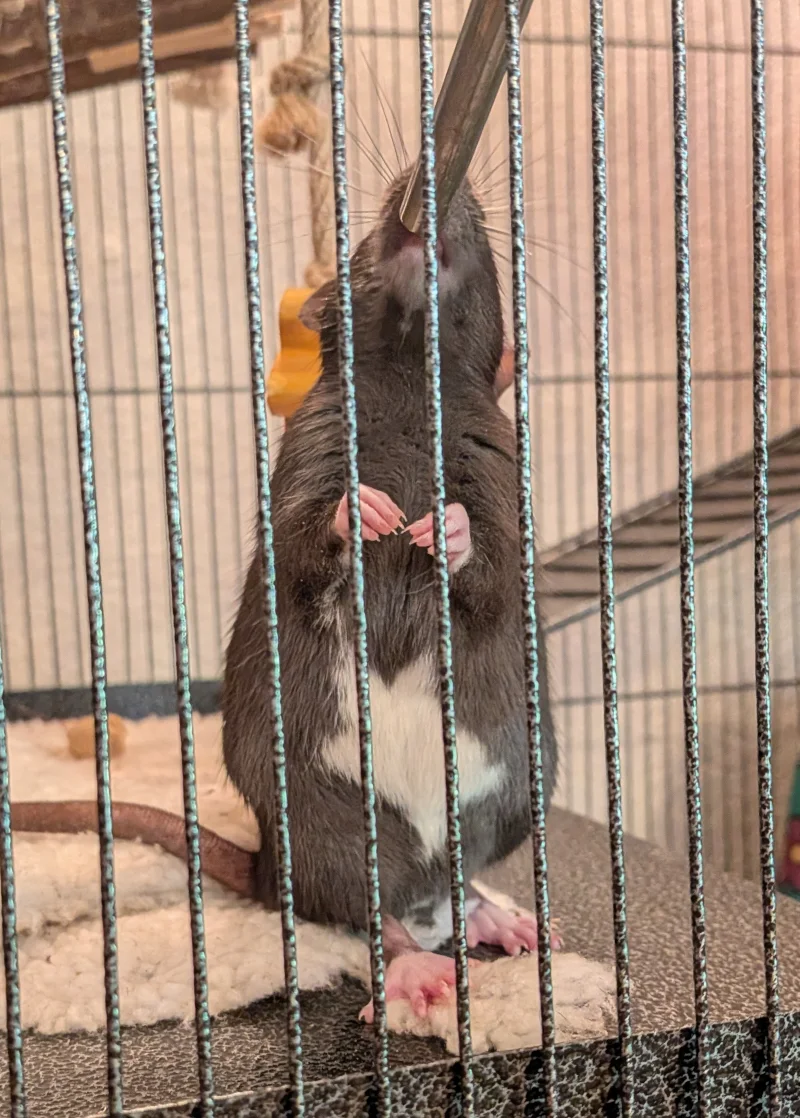 Young rats in pairs image 2