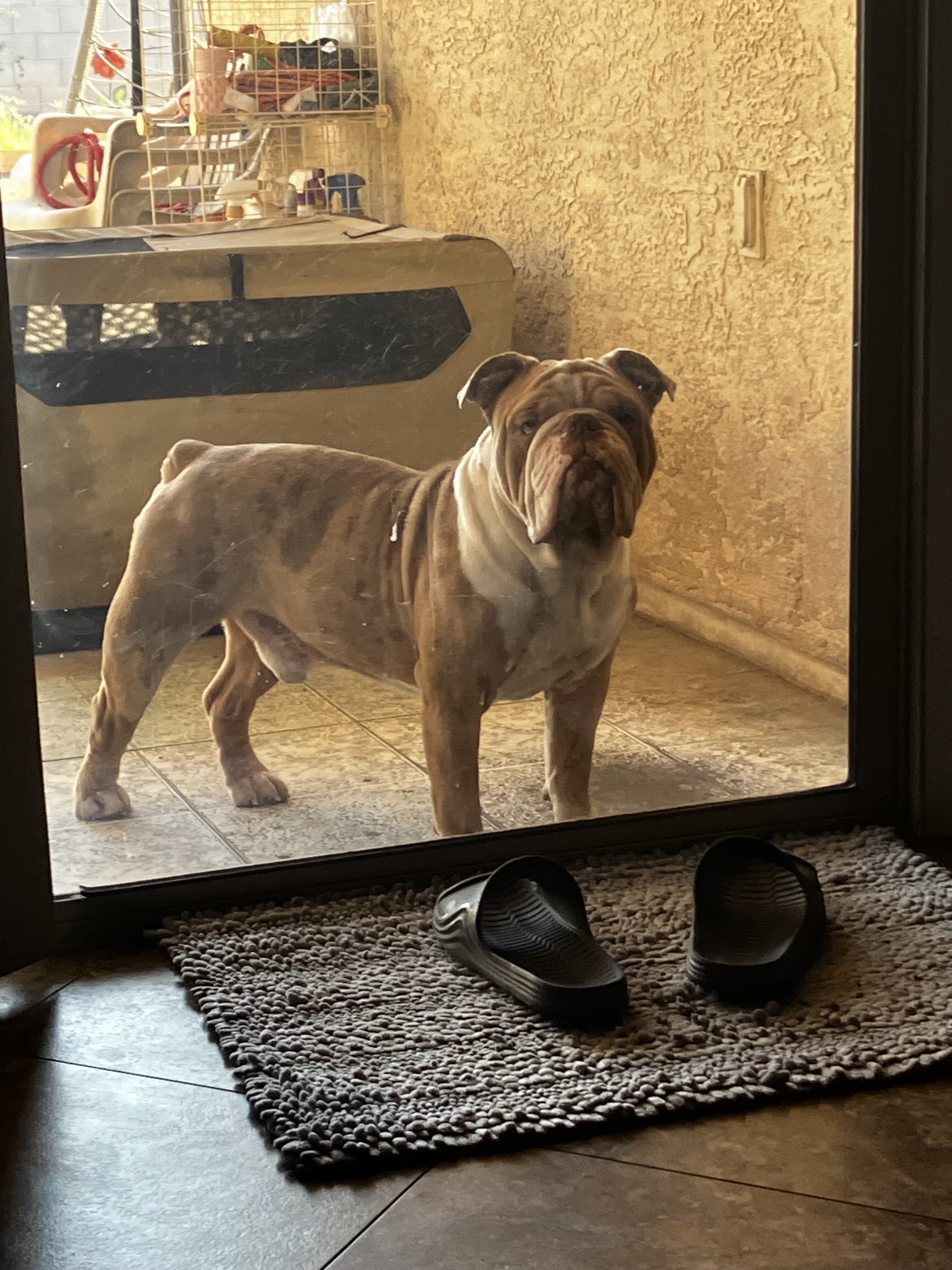 Olde English Bulldog Pup image 3