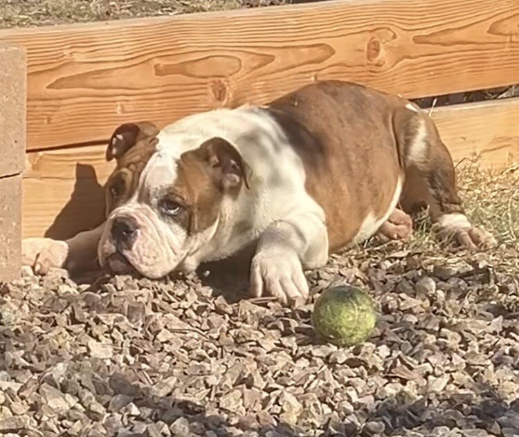 Olde English Bulldog Pup image 2