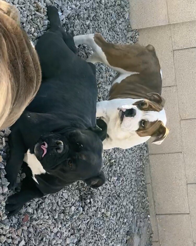 Olde English Bulldog Pup image 1