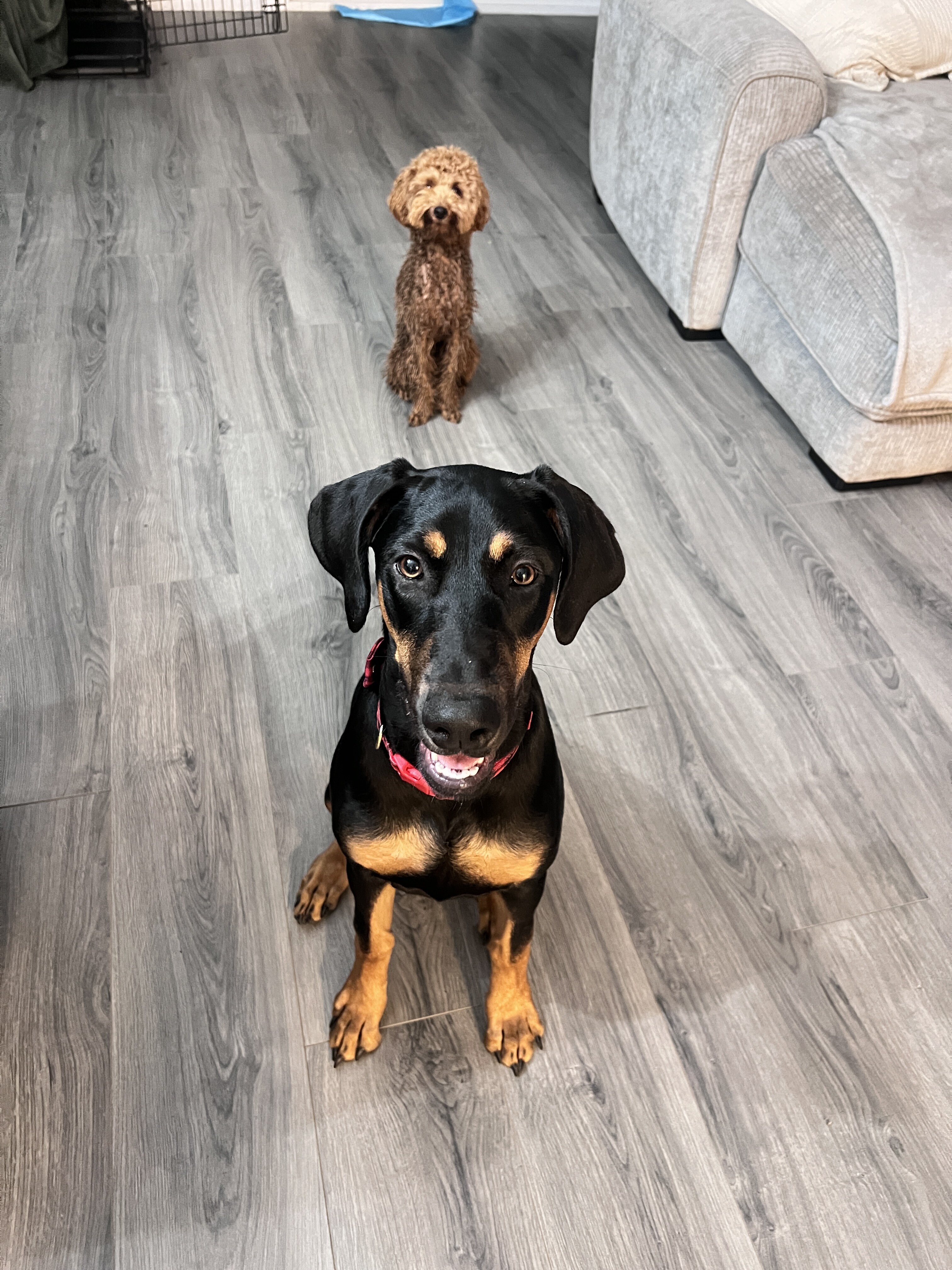 Doberman image 1