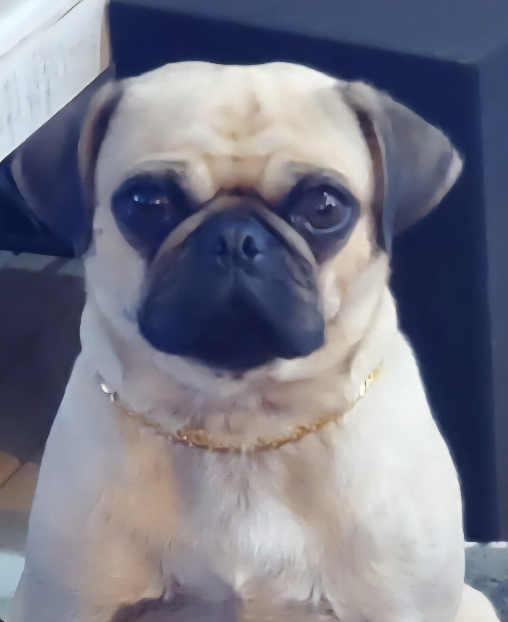 3 year old Female Pug CKC and DNA tested image 1