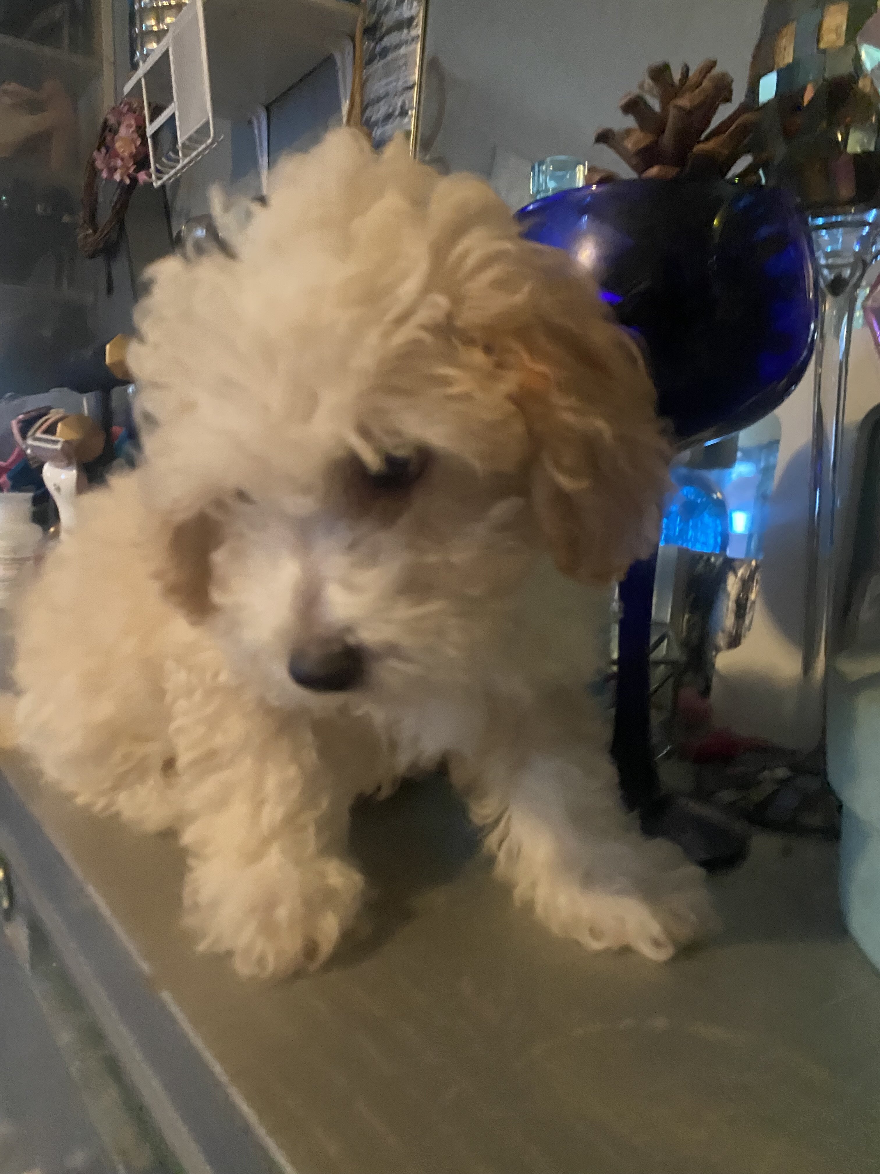 Toy Poodle male image 1
