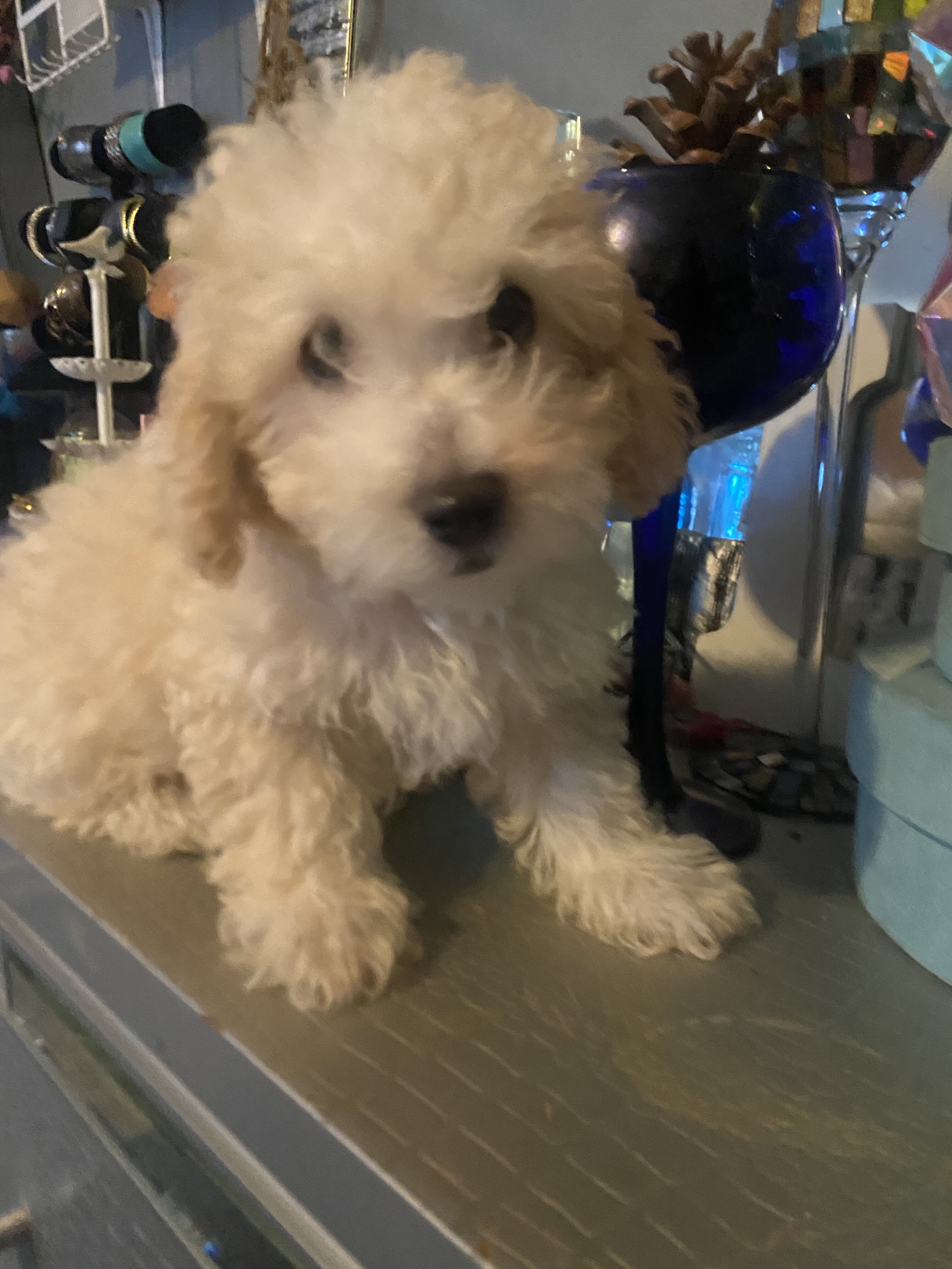 Toy Poodle male image 3