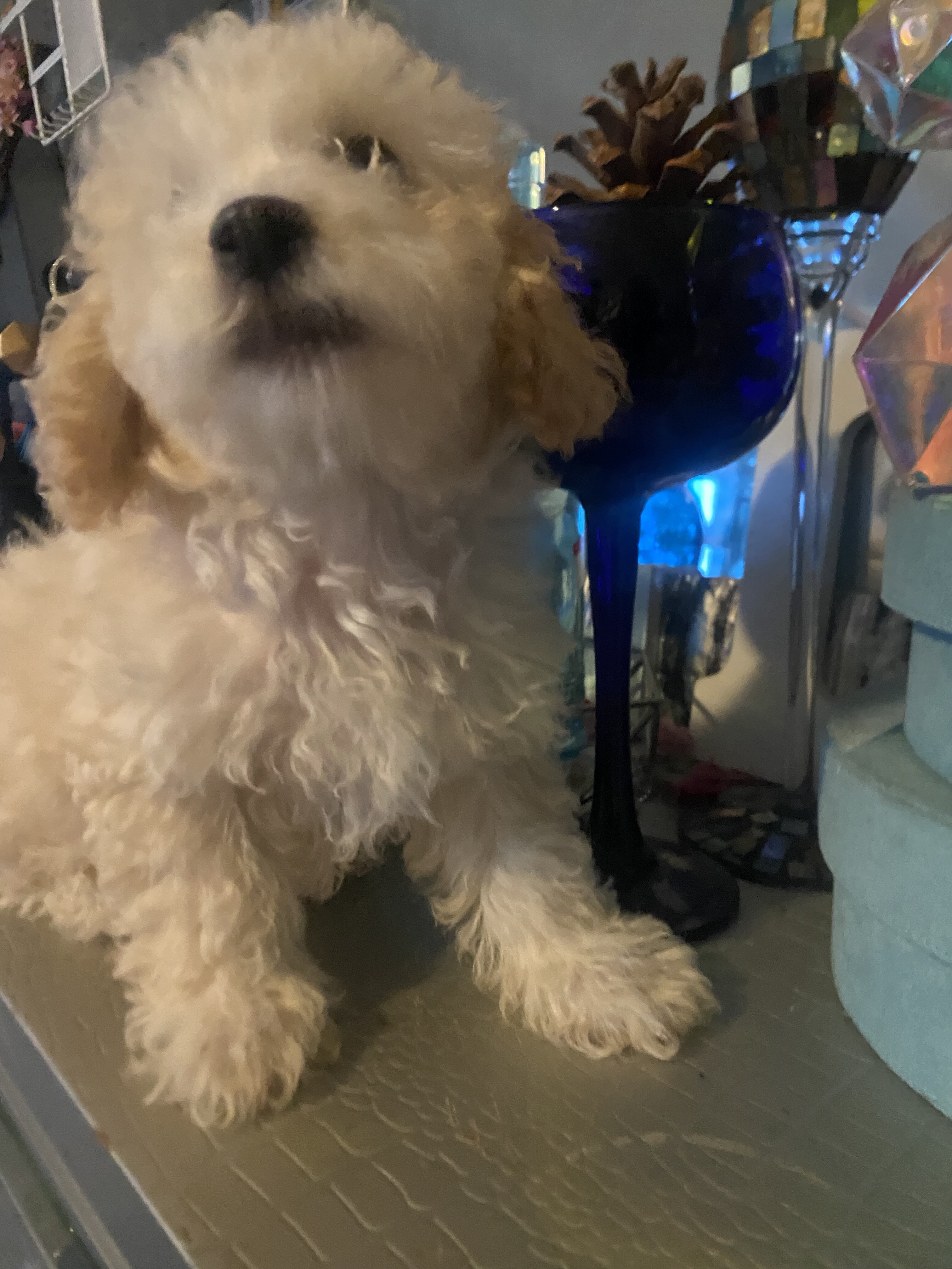 Toy Poodle male image 2