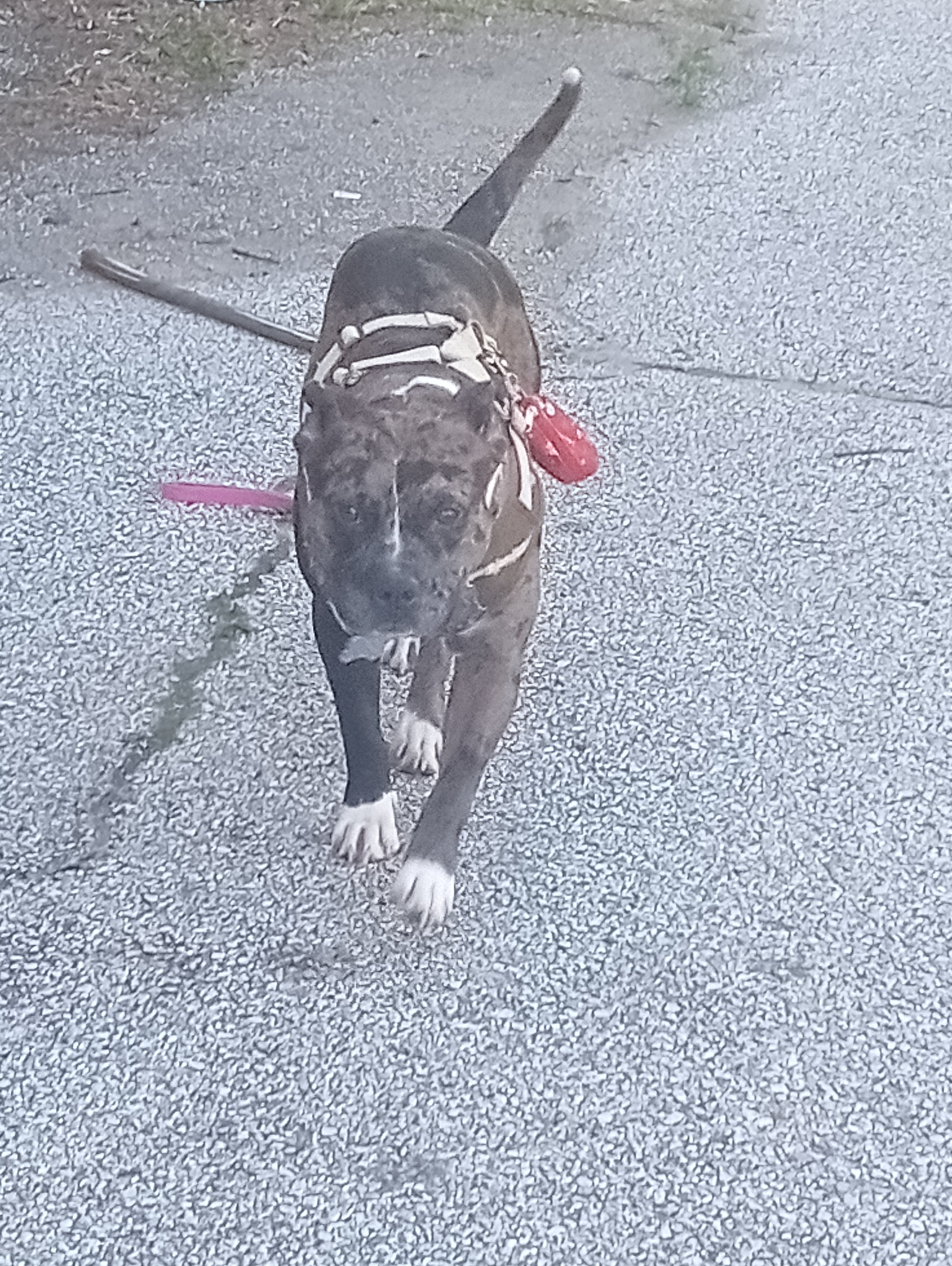 Puppy image 4