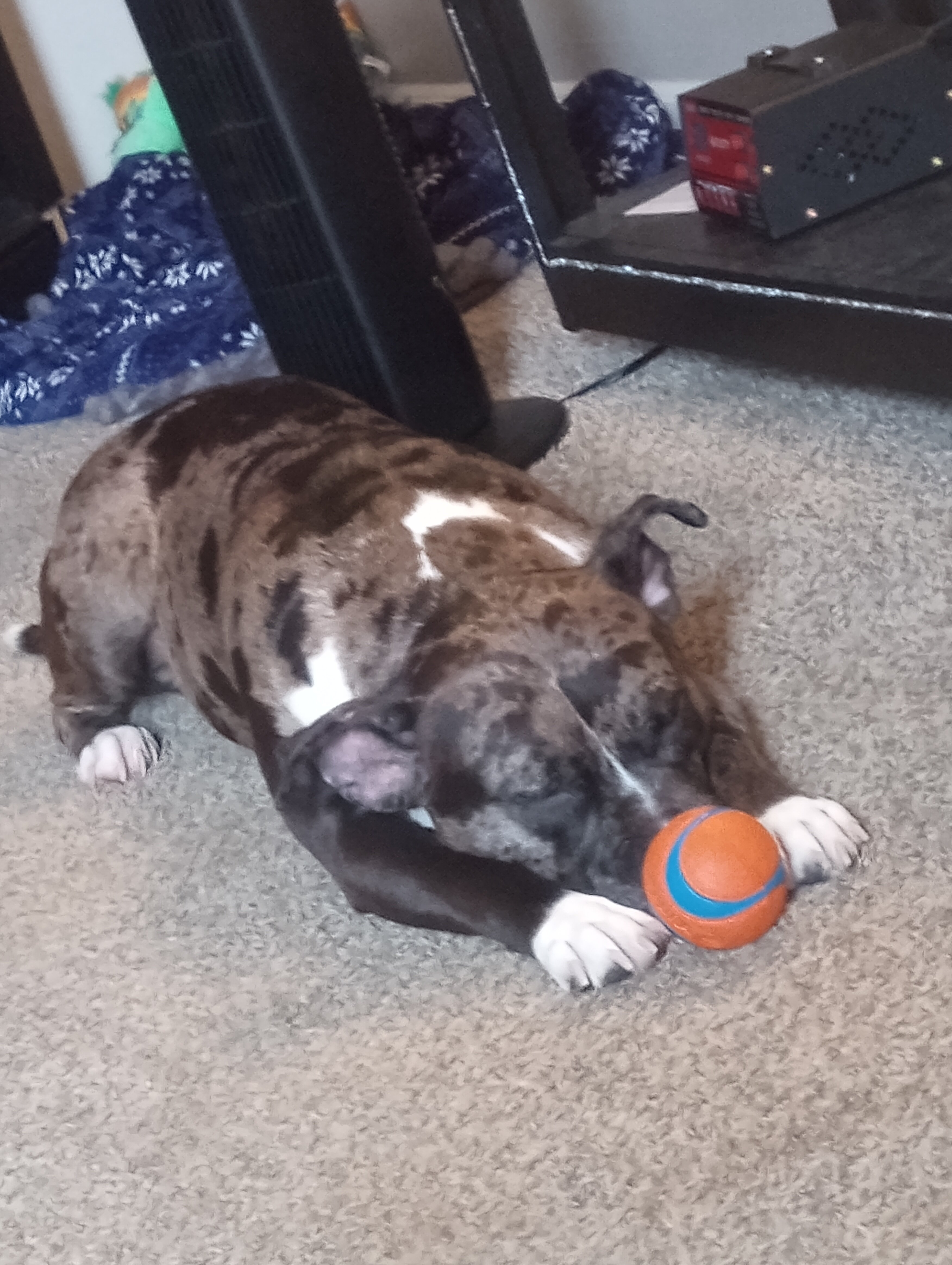 Puppy image 2