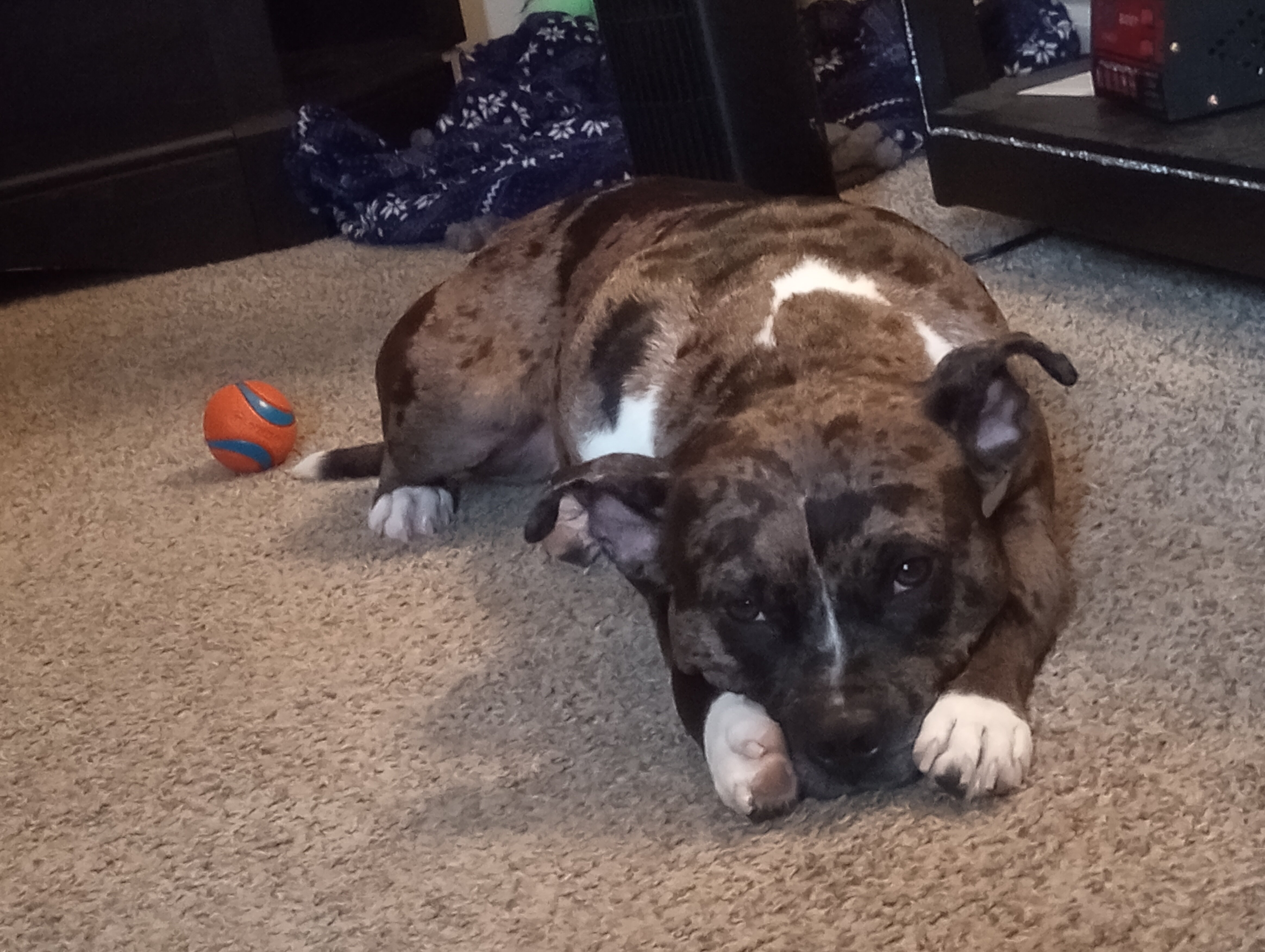 Puppy image 1
