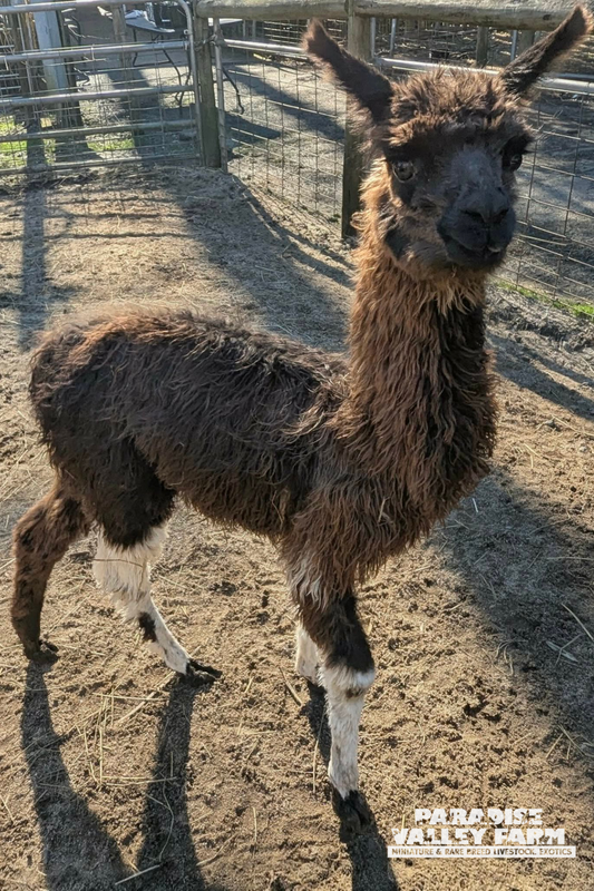 YOUNG MALE LLAMA image 1