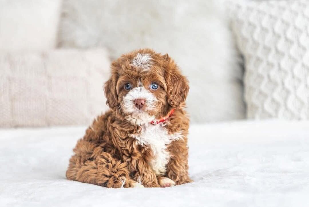 Cavapoo needs a home image 5