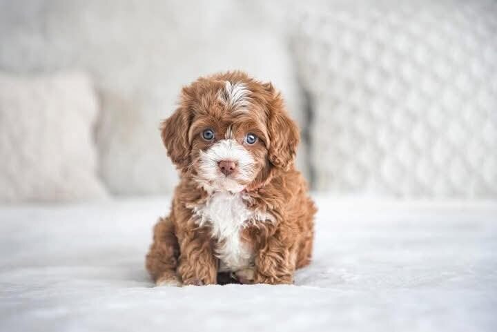 Cavapoo needs a home image 4