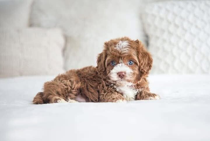 Cavapoo needs a home image 2