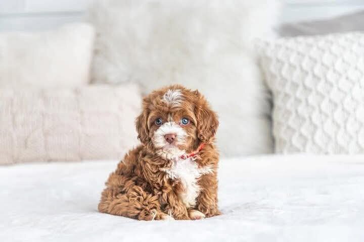 Cavapoo needs a home image 1