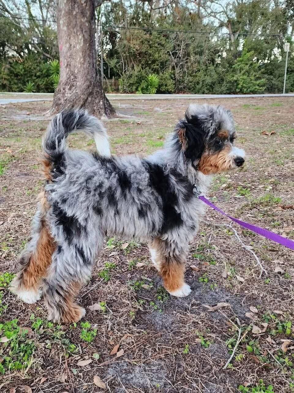 Dessa Needs A Home image 3