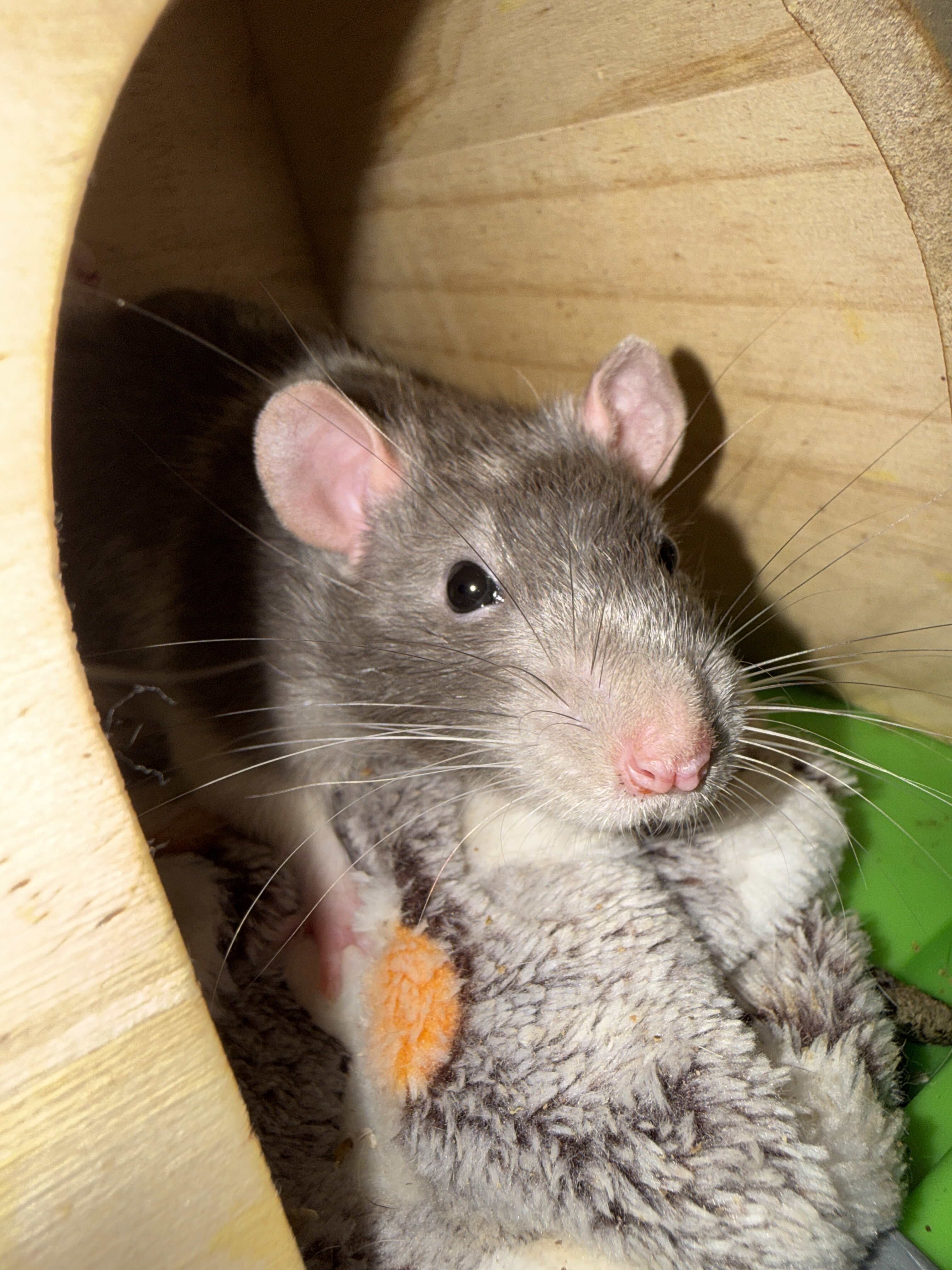2 Male Rats image 1