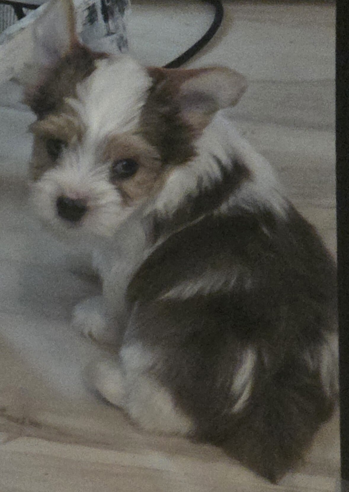 Yorkie image 3