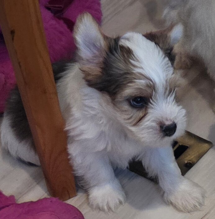 Yorkie image 1