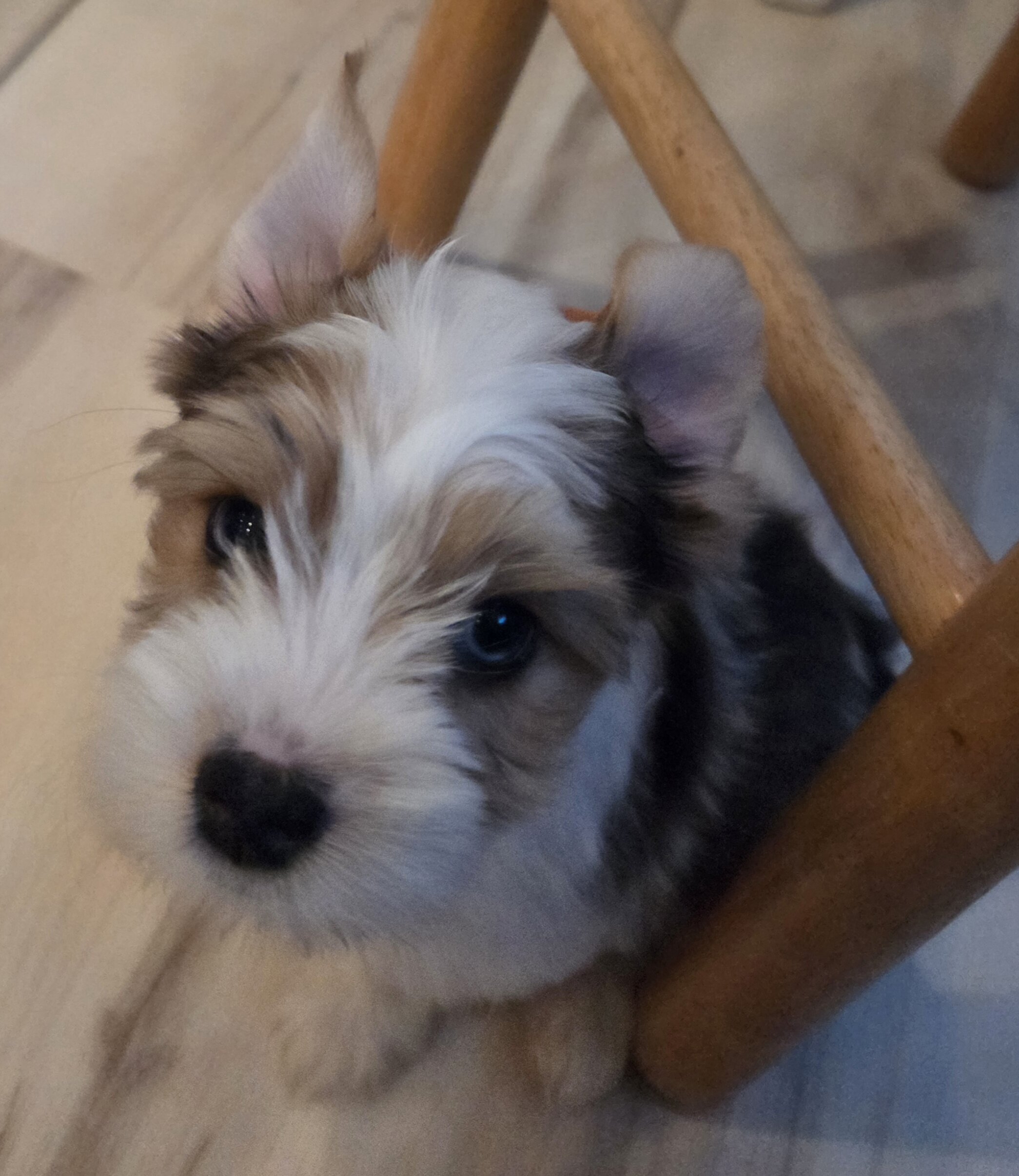 Yorkie image 2