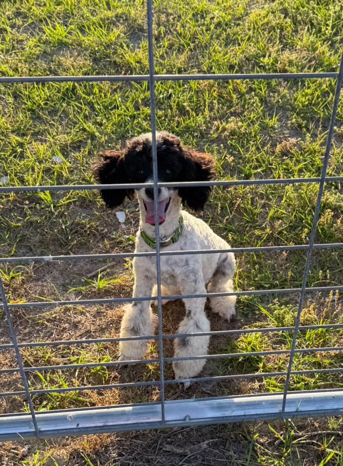 Mini poodle image 1