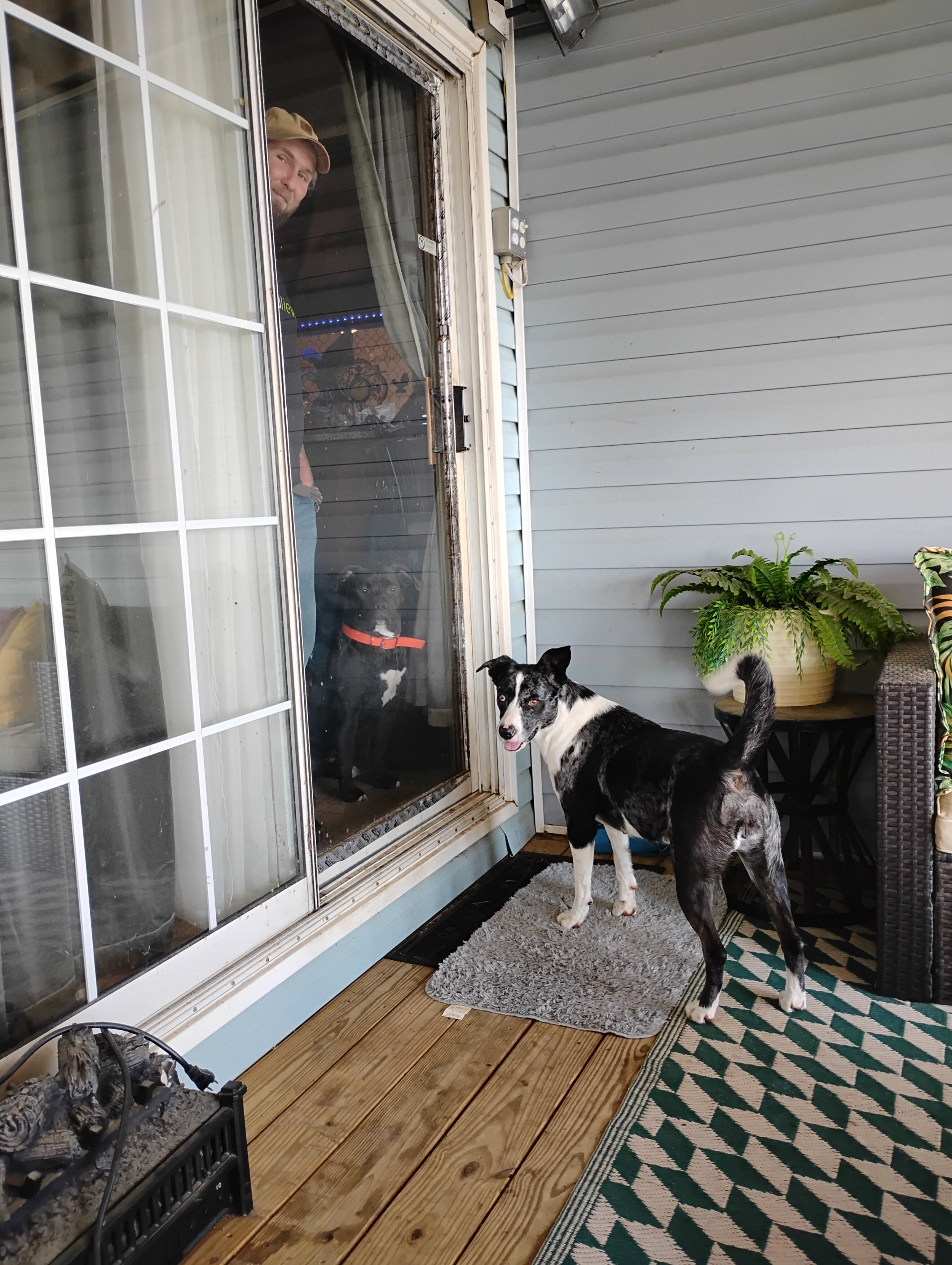 Border Bull Puppies. (Border collie/Pitbull) image 4