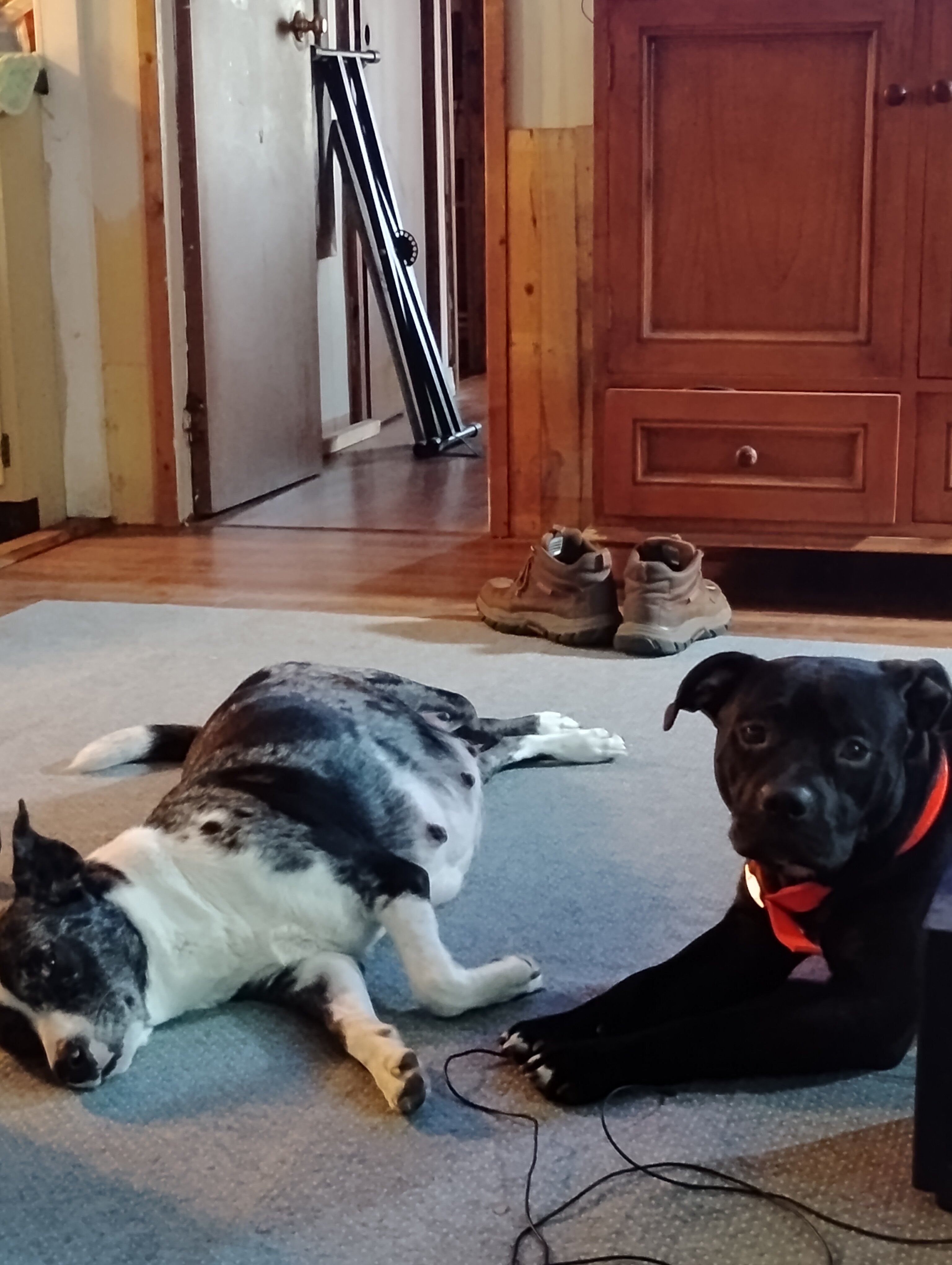 Border Bull Puppies. (Border collie/Pitbull) image 2