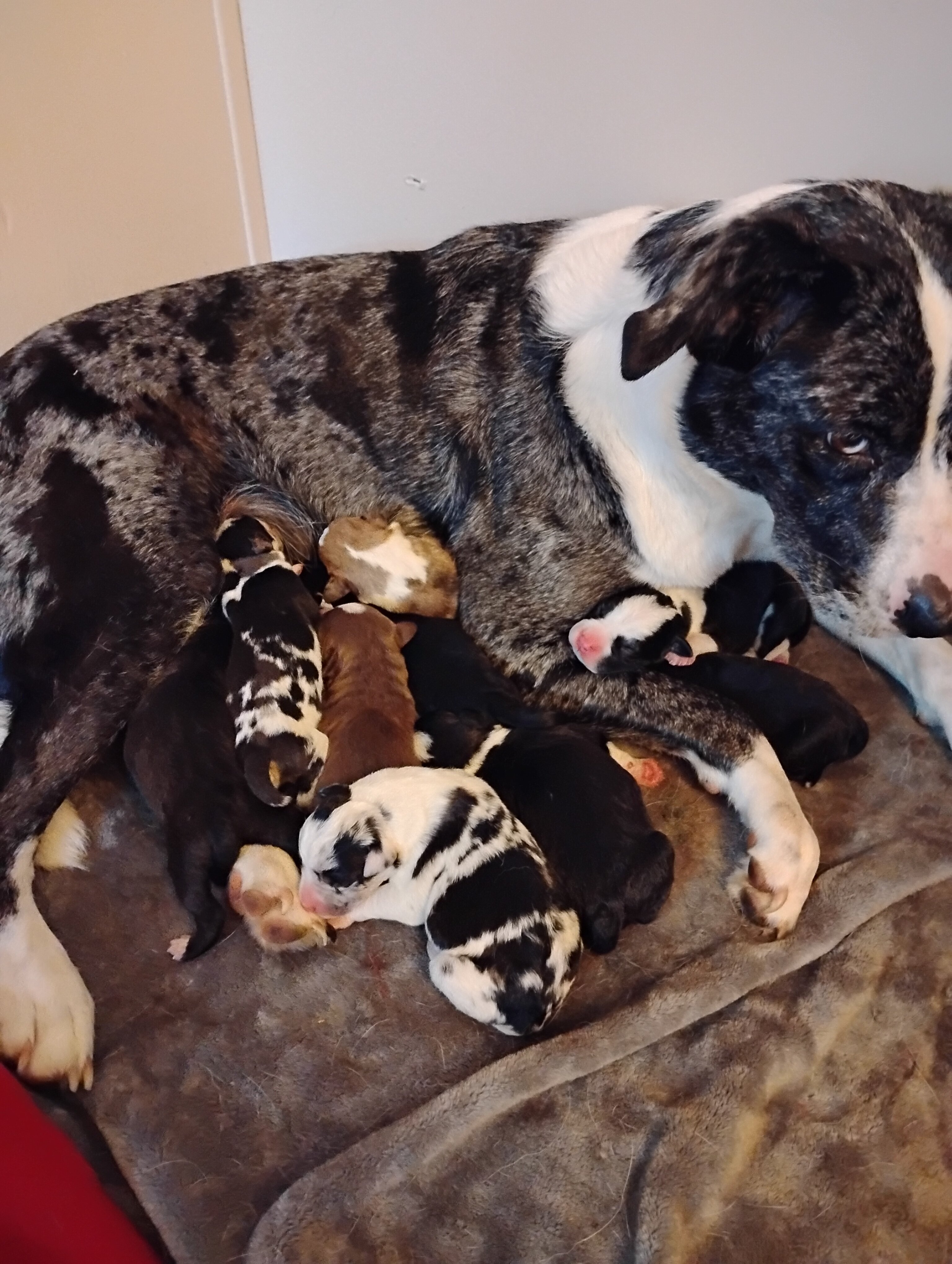 Border Bull Puppies. (Border collie/Pitbull) image 1
