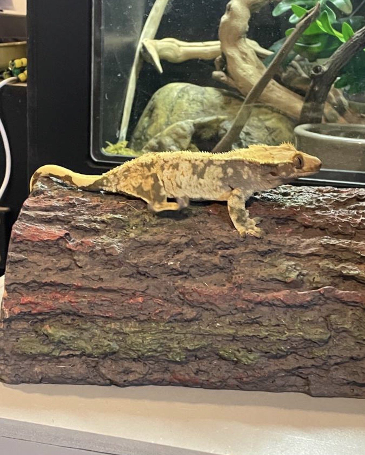 Crested gecko - cookie image 1
