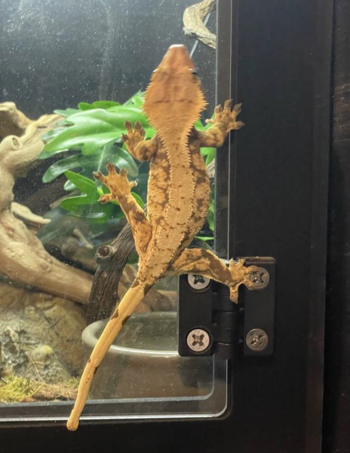 Crested gecko - cookie image 2