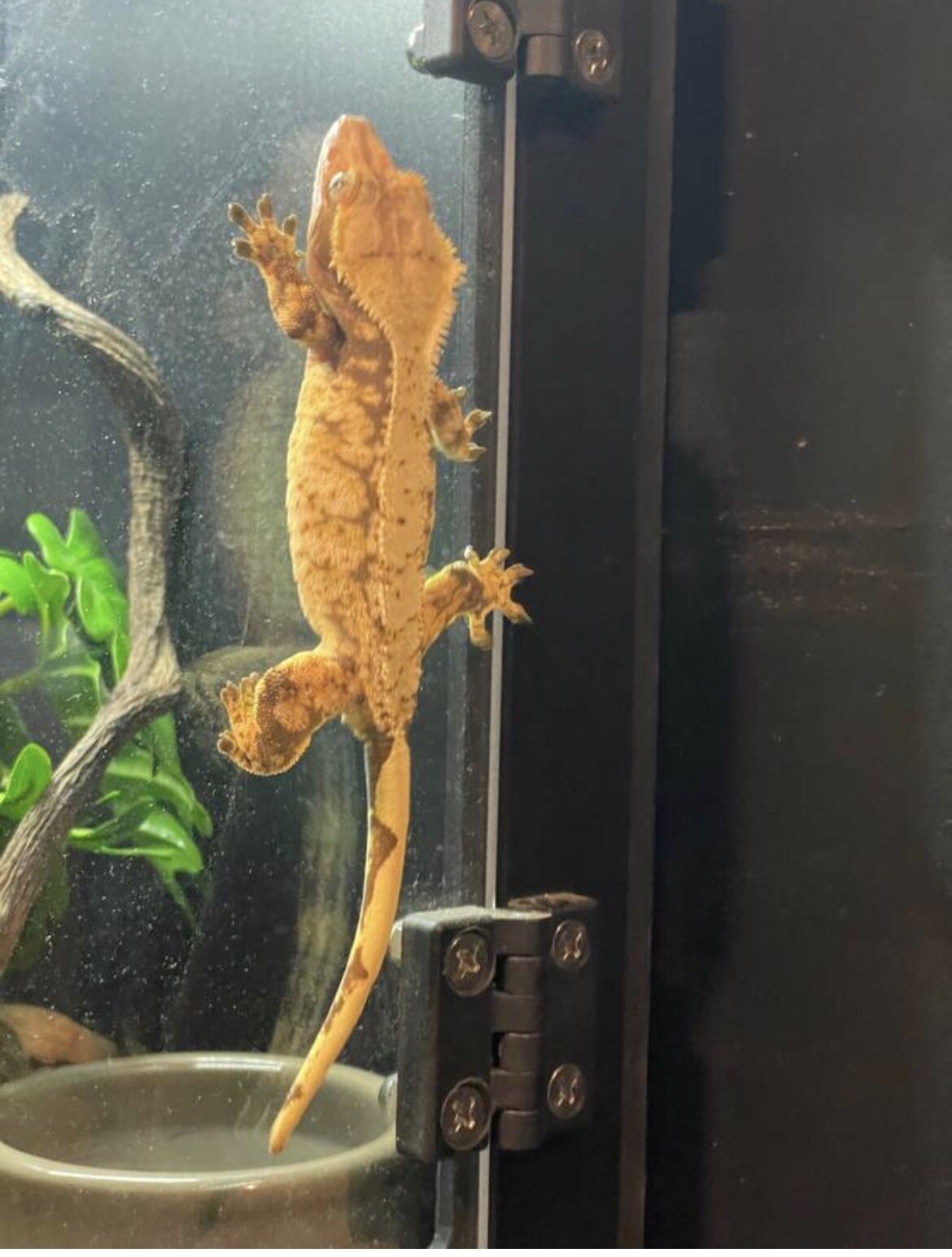 Crested gecko - cookie image 3