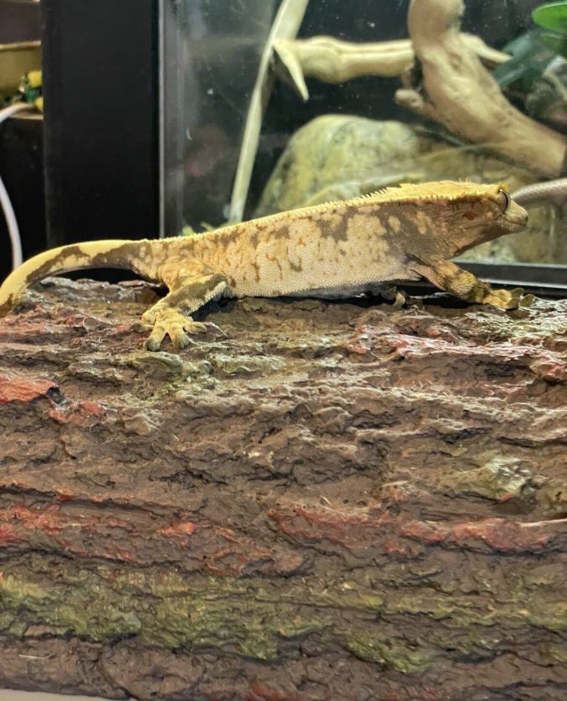 Crested gecko - cookie image 4