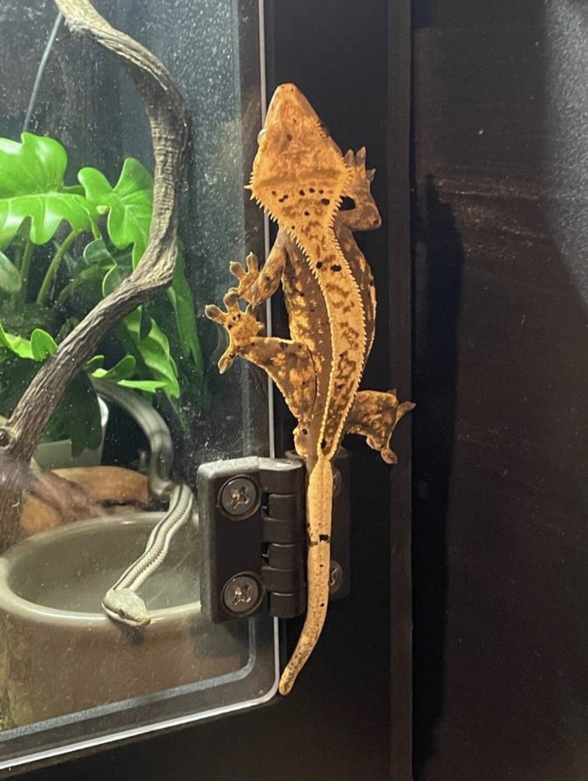 Crested gecko - pluto image 1