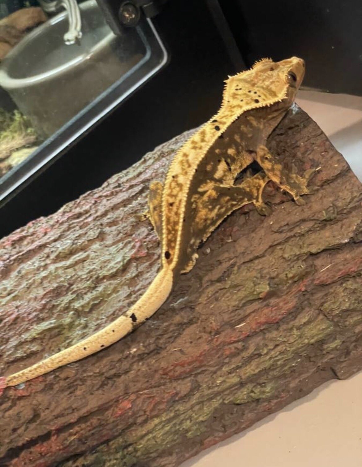 Crested gecko - pluto image 2
