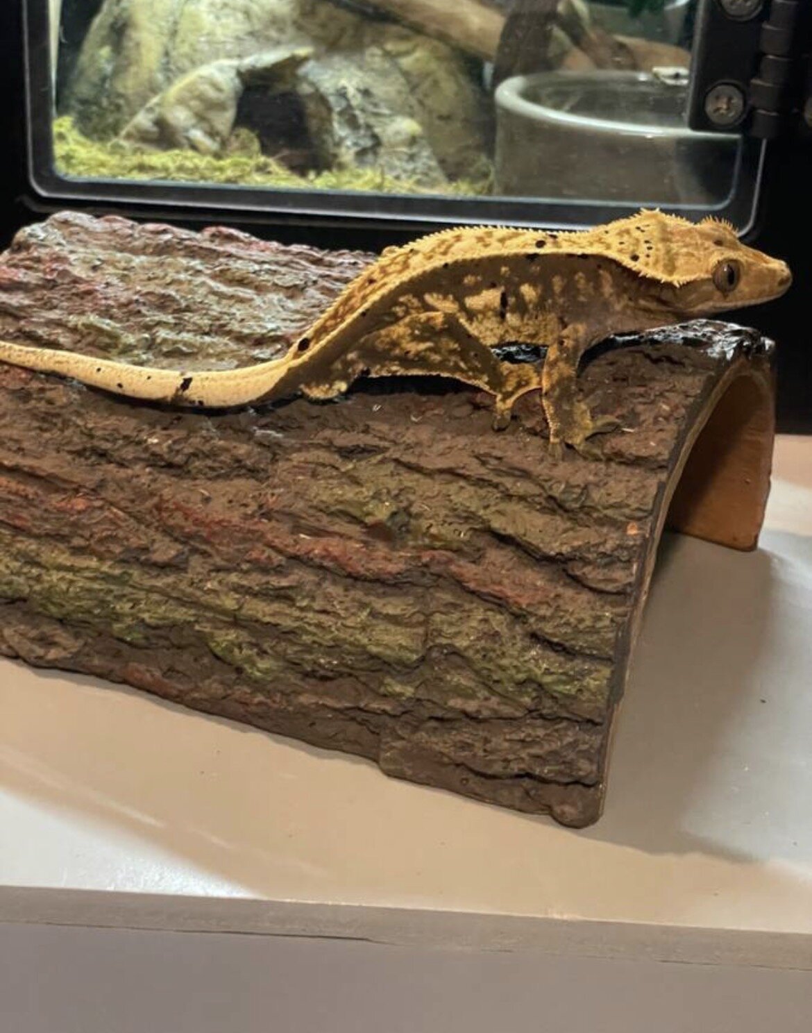 Crested gecko - pluto image 3