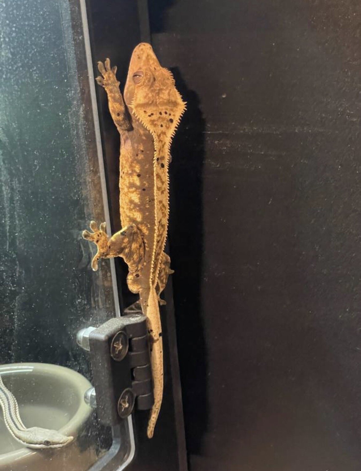 Crested gecko - pluto image 4