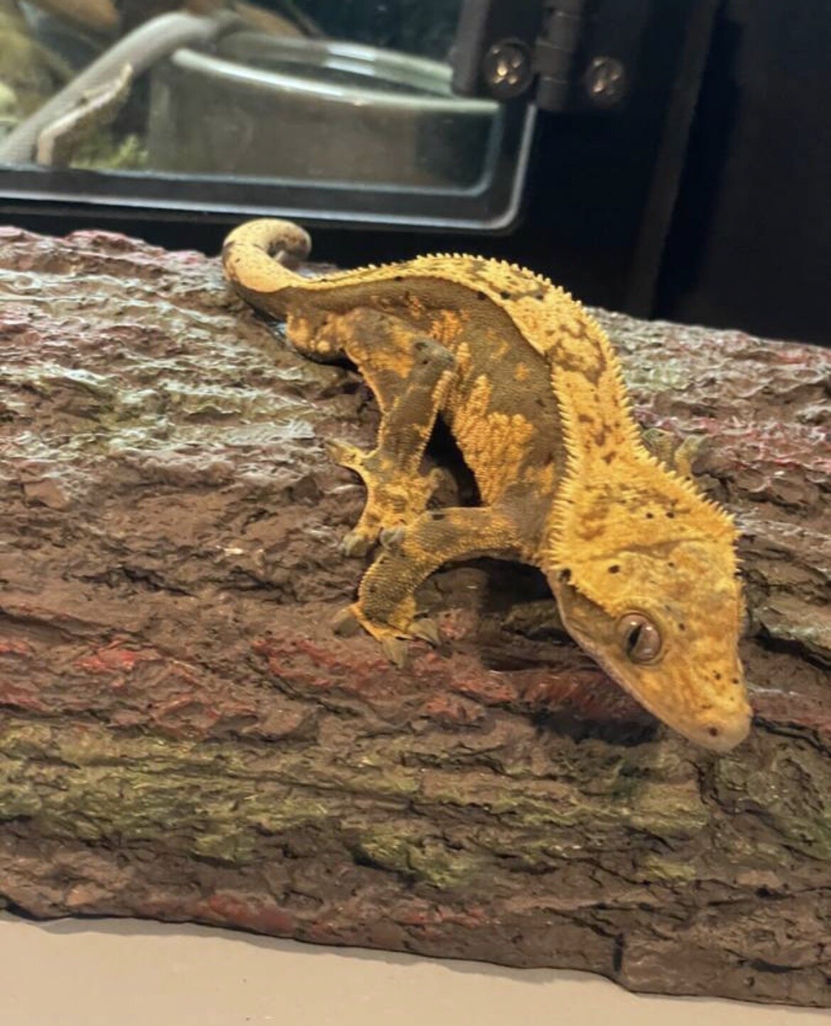 Crested gecko - inky image 1