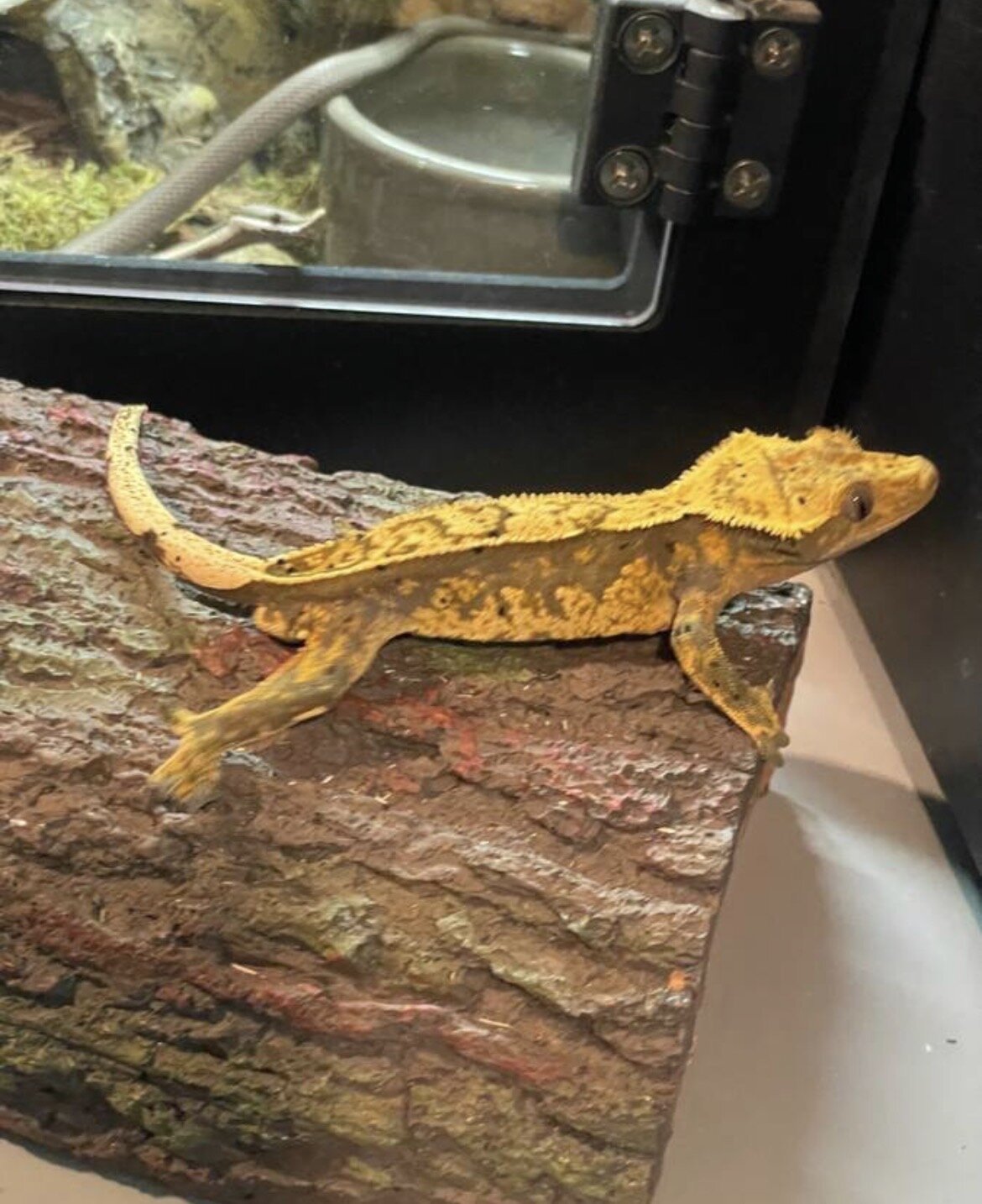 Crested gecko - inky image 2