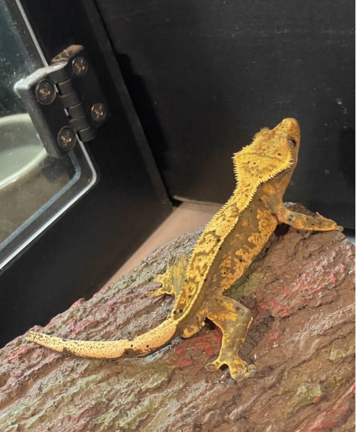 Crested gecko - inky image 3