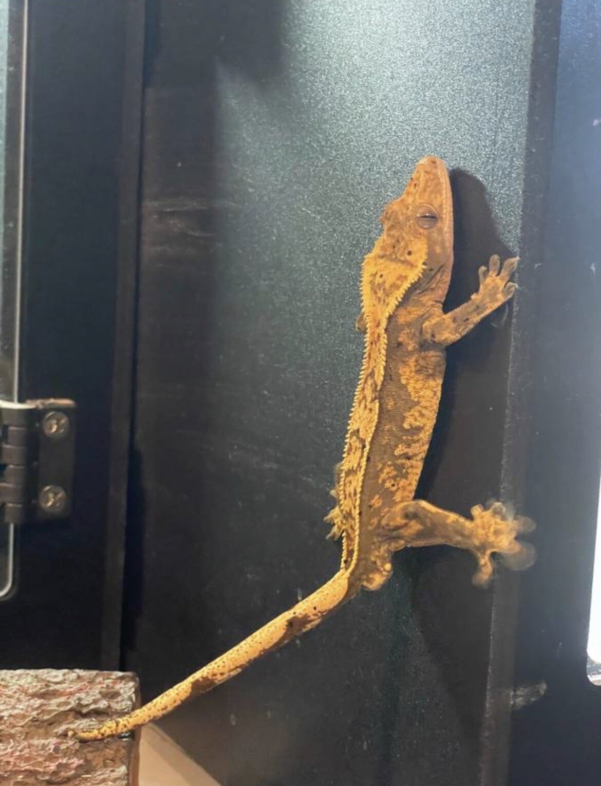 Crested gecko - inky image 4