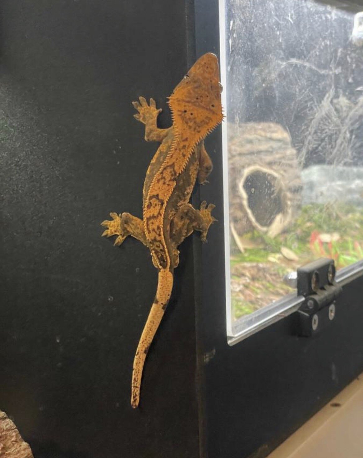 Crested gecko - inky image 5