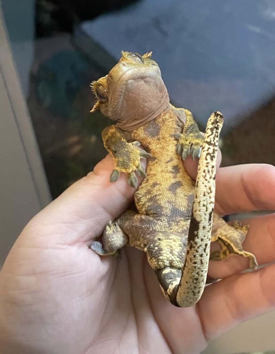 Crested gecko - inky image 6