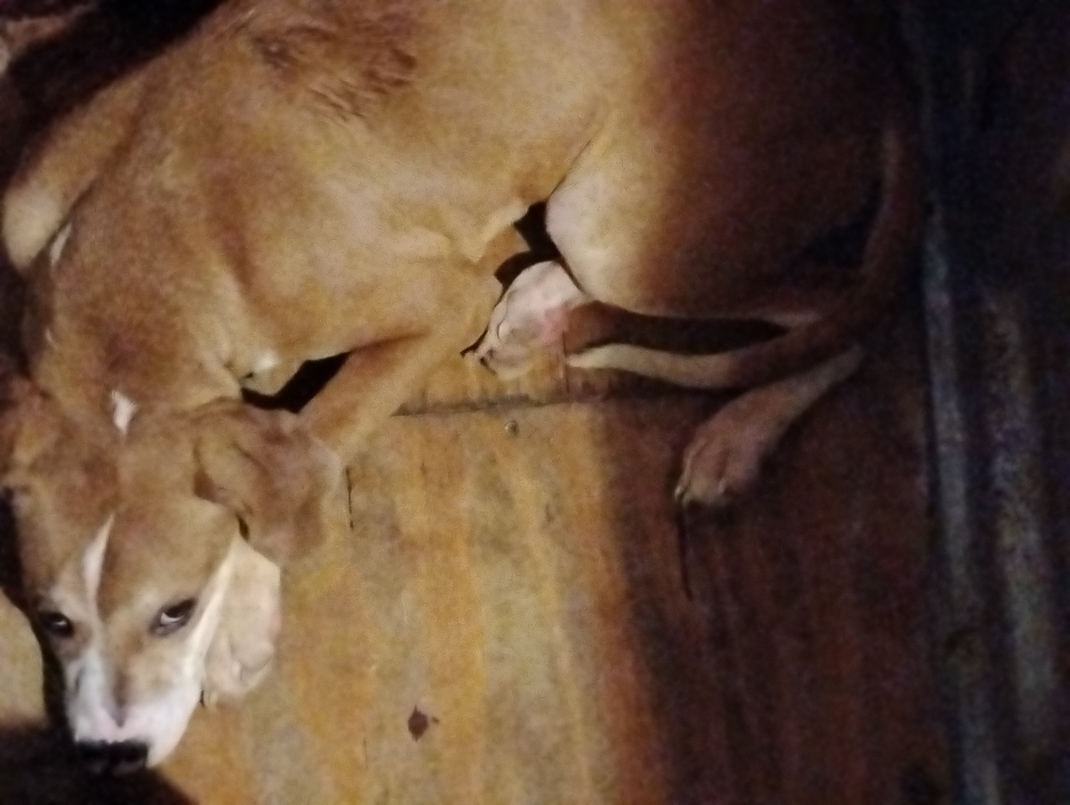 Beagle mix image 1