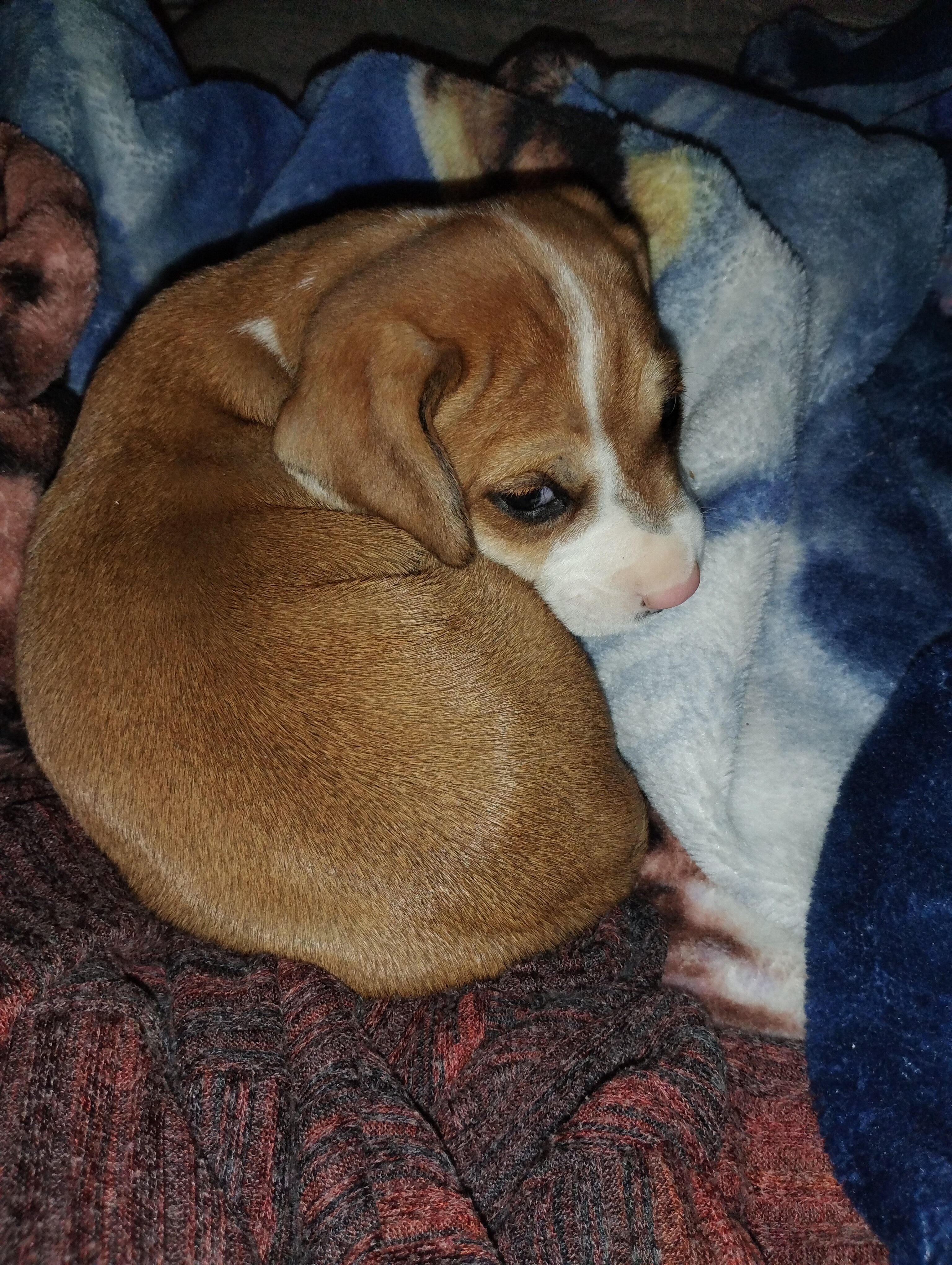 Beagle mix image 2
