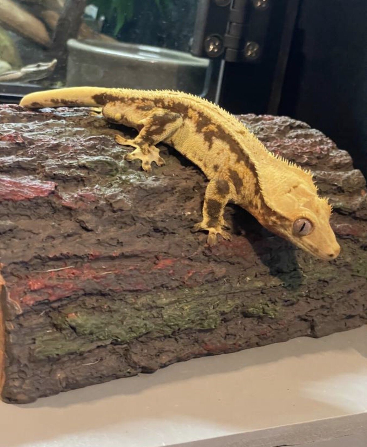 Crested gecko - silly image 1